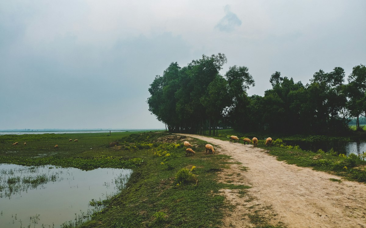 পটুয়াখালীতে ইলিশ ধরা পড়ছে প্রচুর